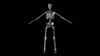 3D Skeleton Green Screen Video | Green Screen Animation