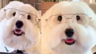 When You Say Your Dog is SMART | Wholesome Moments