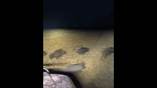 We lost a GoPro on this one 🐗 