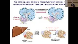 Ткачук В.А. Регуляция обновления и регенерации тканей человека