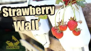 Wall mounted vertical growing containers - easy DIY strawberries