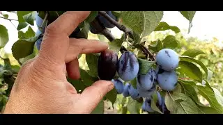 Гигант - Виноград Мустанг .
