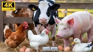 A Collection Of Endearing Moments From Baby Animals With Relaxing Music