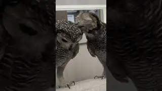 Mengapa burunghantuku menangis?😭🦉#cute #funnyvideo #sadstory #sedih #brokenheart