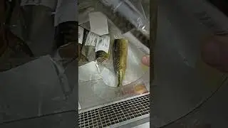 Скумбрия в АШАНЕ!!!