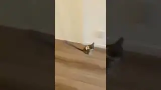 prikolni jinnisi 👈🤪