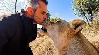A Little Bit of Lion Love | The Lion Whisperer