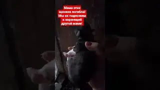 Люди бросают собак из за войны и собаки гибнут 