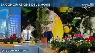 Come curare i limoni e gli alberi da frutto durante linverno