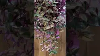 Tradescantia Tricolor Rainbow Hanging Basket Trailing Indoor plants #shorts