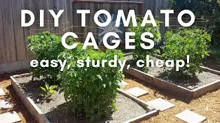 How to Make a DIY Tomato Cage: Easy, Sturdy, and Cheap!