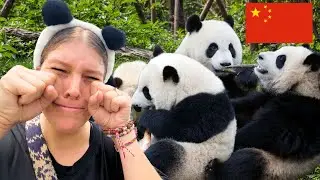 Visiting The Chengdu Panda Base 🇨🇳