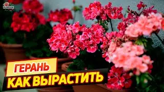 Выращивание герани в домашних условиях