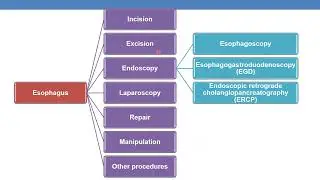 2023 CPT CODING FOR DIGESTIVE SYSTEM Part 5