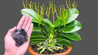 Just 1 spoon! Making orchids bloom throughout all seasons has never been easier