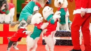 THE MOST TALENTED DOGS IN THE WORLD!! | America's Got Talent Holiday Show 2016