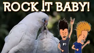 Cockatoos: Beavis & Butthead🤘