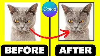 How to ADD A BORDER Around a PHOTO in Canva