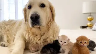 Tiny Kittens Think a Golden Retriever is Their Mother