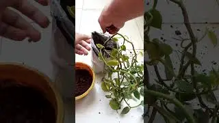 Gardening hacks from waste | Plastic Amazon bag for plants