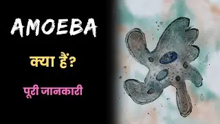 What is Amoeba with Full Information? – [Hindi] – Quick Support