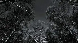 ТЁМНЫЙ ЛЕС  Футаж Horror