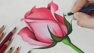 Rose Drawing: How To Draw a Rose Drawing with Pencil Colour | Rose Pencil Colour Drawing