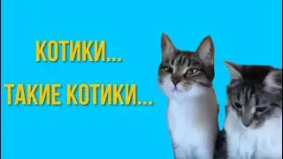 Котики...Такие котики... Игры кошечек