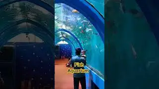 fish aquarium vaijag 