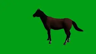 Horse idle green screen video | Copyright Free