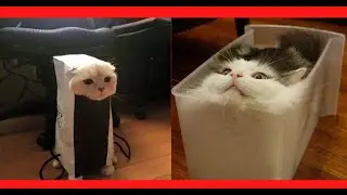 Funny & Cute Animals Compilation 2021 Vol3