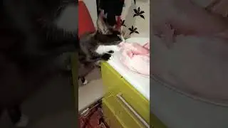 Котики🐱🐈🐱мяу@Olgaseliger