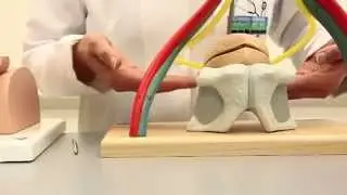 General Features of the Urinary Bladder