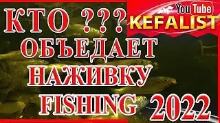 Морская рыбалка на кефаль - Кто  объедает наживку ? Подводный мир Черного моря: креветка. бычок.