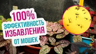 Почему появляются мошки в цветах и что делать? Как избавиться от мошки в цветах