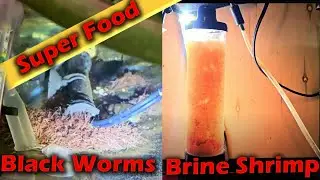 How to HATCH Baby Brine Shrimp and GROW Black Worms for Fresh Water Aquarium.