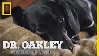 Treating a Dachshund's Bad Back | Dr. Oakley, Yukon Vet