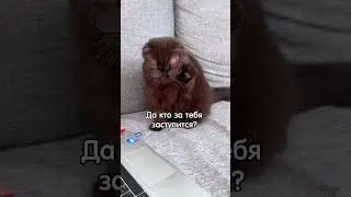 Да кто за тебя заступится? 