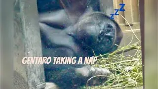 “Gorilla”Gentaro napping near mother Genki🦍💤Kyoto City Zoo🌳