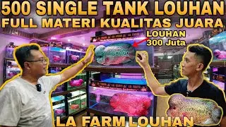 NEW FACES Farm Louhan Indonesia 500 Single Tank Louhan Full Material Champion LA Farm Klaten