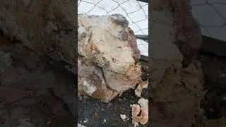 Поросята от дикого кабана