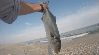 Bluefish * Fluke - DEEP SUMMER BEACH BAIT FISHING with SHARKY Bite Off's!!!