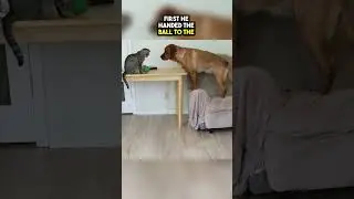 This Dog Needed a Fetch Partner so he Asked the Cat to Play with him😲❤️