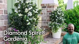 Diamond Spire® Gardenia