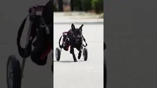 TOP 5: Best Dog Wheelchair 2023 | Our Top Picks! 