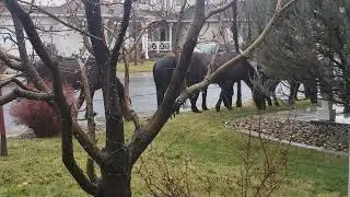 Get off my lawn!  Damn horses!!