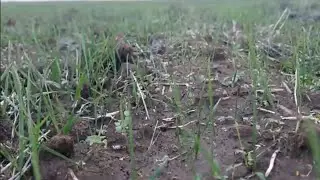 Пшеница с эгилопсом! Схема борьбы! Первая мышка!