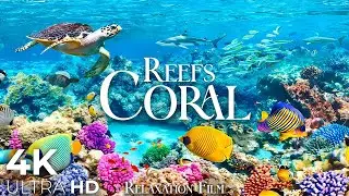 Coral Reefs 4K • Scenic Relaxation Film with Peaceful Relaxing Music and Video Ultra HD