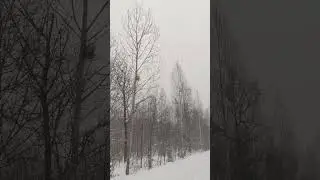 Winter serenade. Beautiful snowfall in the winter forest, Sounds of a blizzard and falling snow