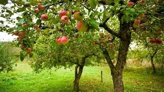 Growing a peach tree from a store bought peach